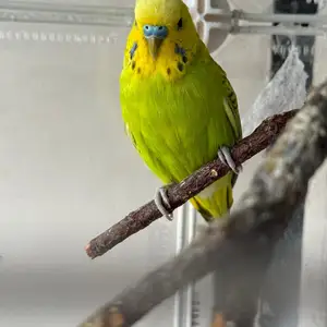 Поругай, Душанбе