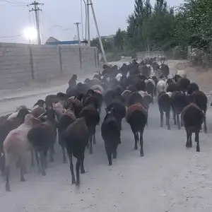 Гусфанд, Душанбе