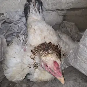 Мурғу курк даканг, Исфара