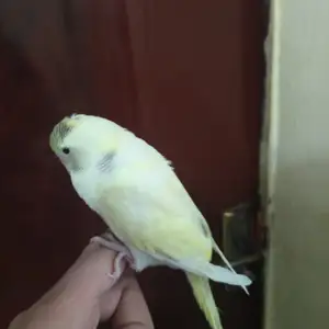 Попугай, Душанбе