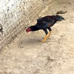 Чуҷаи дакан, Душанбе