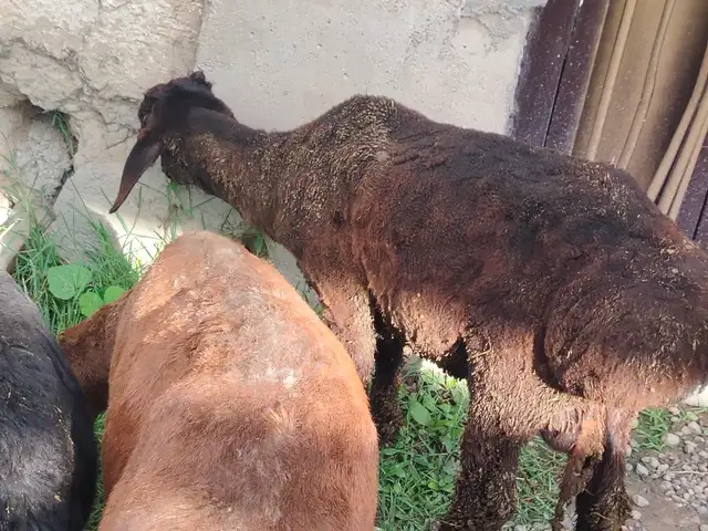 Гусфанд, Душанбе