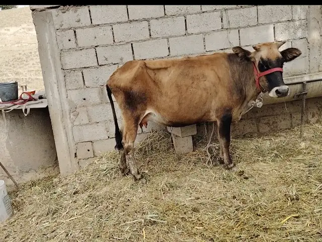 Гови ширдех бачаш бука, Яван