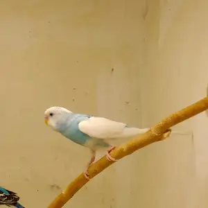 Попугай, Душанбе