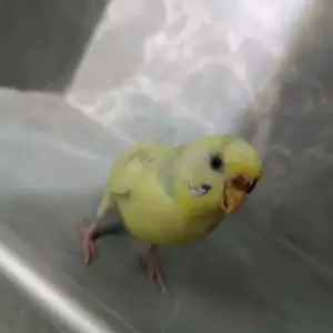 Попугай, Душанбе