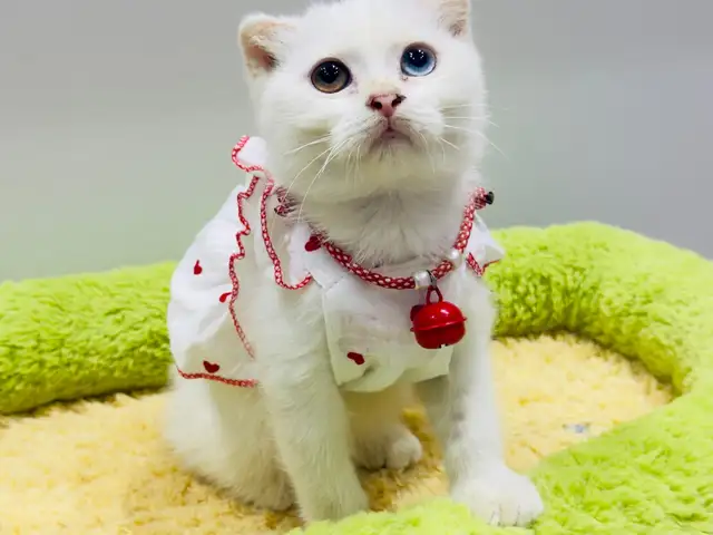 Шотландские котята, Душанбе - 6