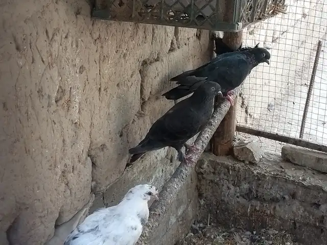 Кабутар, Фархор