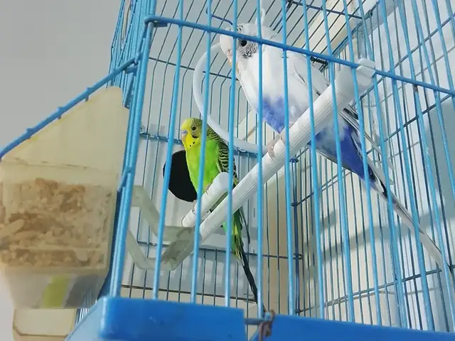 Попугай, Турсунзаде