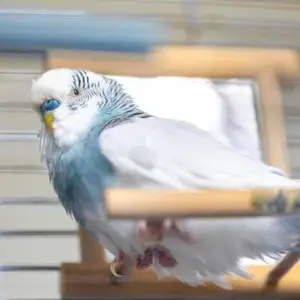 Попугай, Душанбе