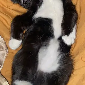 Кошка, Душанбе