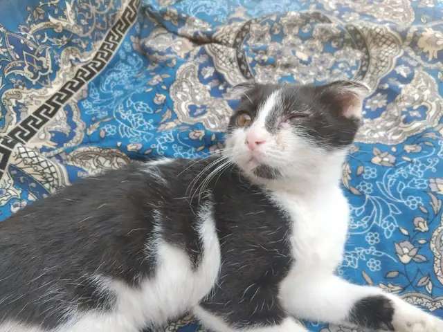 Кот с шведскими ушами, Душанбе