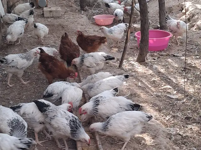 Куры, Хуросон
