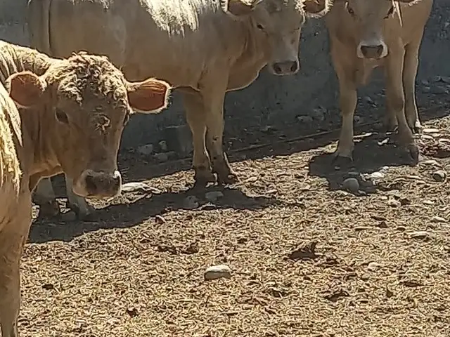 Букахои зоти, Хуҷанд