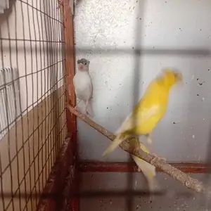 Канарейкаҳо, Душанбе