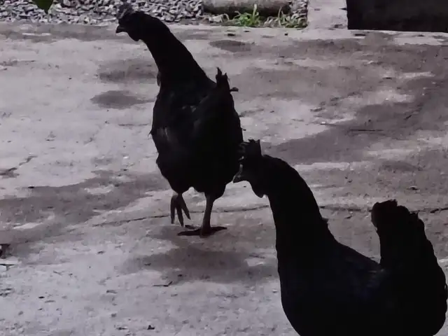 Мурги сиех, Варзоб
