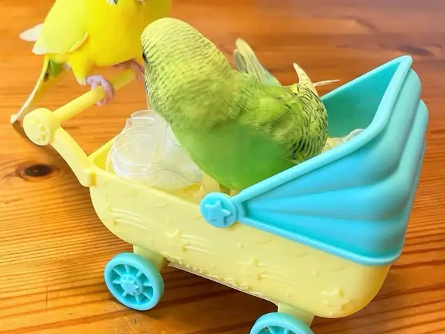 Попугай и коляска, Душанбе