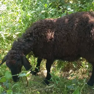 Гусфанд, Душанбе