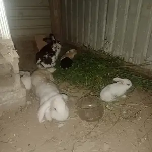 Кролик Французский баран, Душанбе