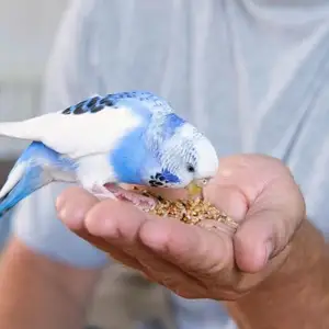 Попугай, Душанбе