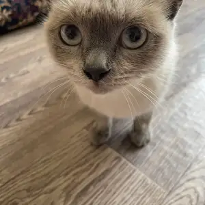 Сиамская кошка, Душанбе