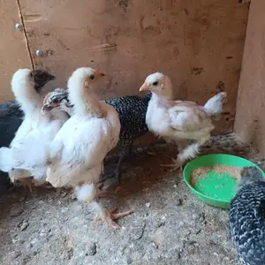 Чучахои брама, Исфара