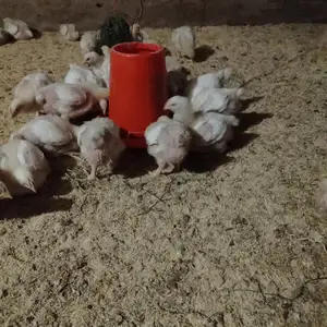 Чуча, Гиссар