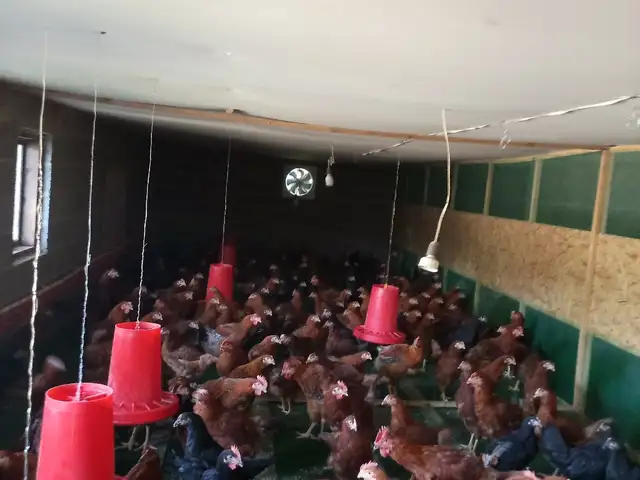 Мург, Панҷакент