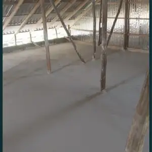 Палестра ломбоз, Конибодом