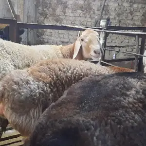 Гӯсфандҳо, Худжанд