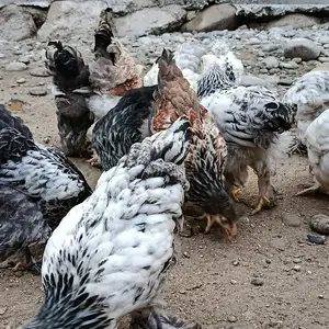 Чучахои брама, Худжанд