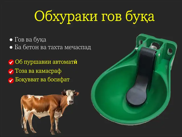 Обхурак/Поилкаи гов буқа асп, Душанбе