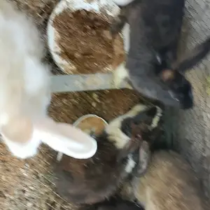 Куянча, Канибадам