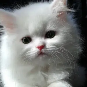 Шотландский котенок, Душанбе