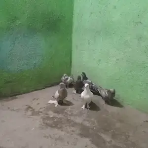 Кафтар, Душанбе