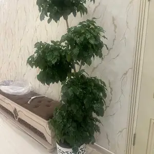 Цветок Кофе, Душанбе