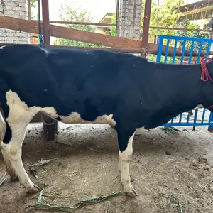 Гов, Душанбе