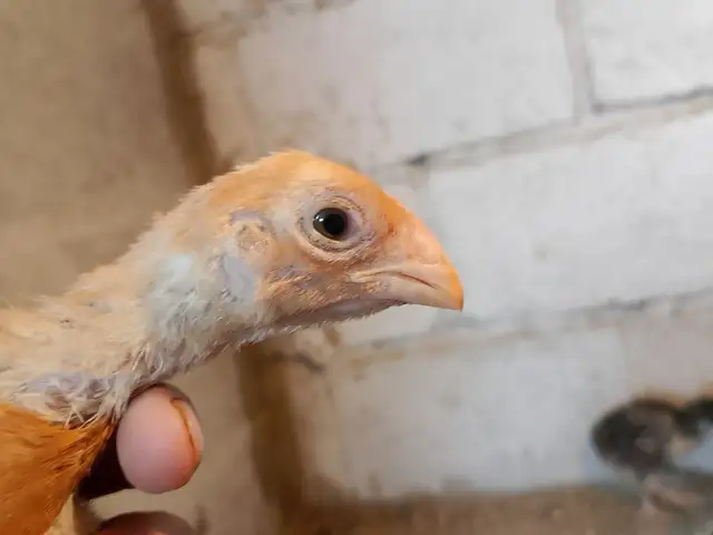 Чучаи япон шамо, Ёвон