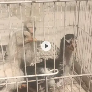 Чуҷаҳои дакан, Пенджикент