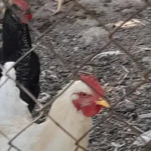 Хурӯсҳо, Пенджикент