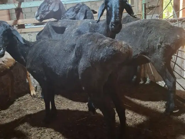 Солук хисори, Худжанд