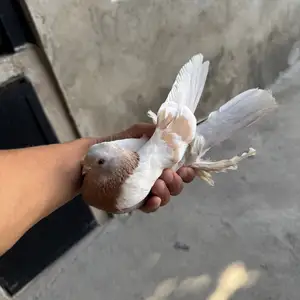 Кафтар, Вахдат