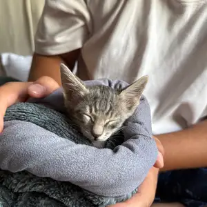 Котенок даром, Хуҷанд