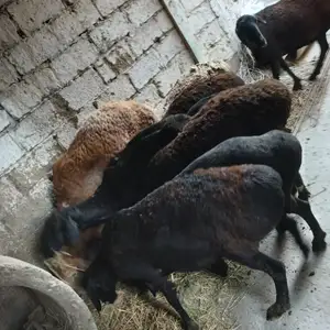 Солукхо, Хуҷанд