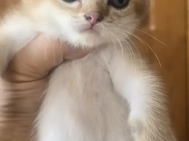 Шотлaндcкие золотые котята, Душанбе
