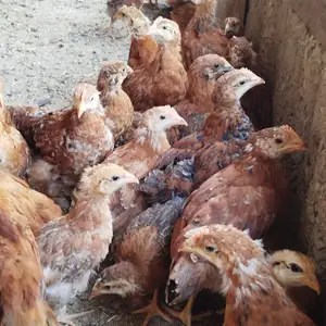 Чучахои Ломан Браун корейский, Худжанд