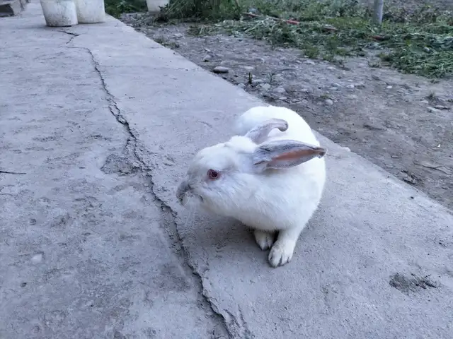 Харгӯш, Худжанд