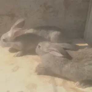 Харгуш, Пенджикент