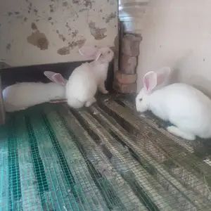 Харугш, Худжанд