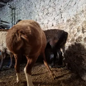 Гусфанд, Худжанд