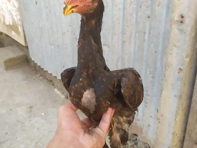 Даканчуча, Ҳисор